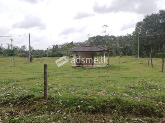 Land For Sale In Horana - Aguruwathota