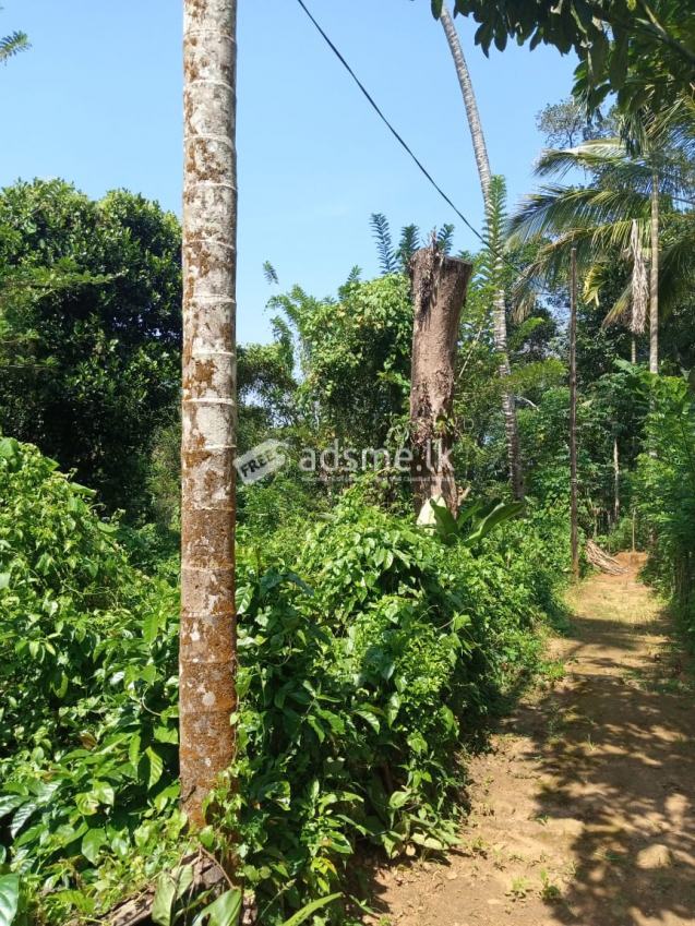 Land Sale in Kottagoda - 6Km from Badulla