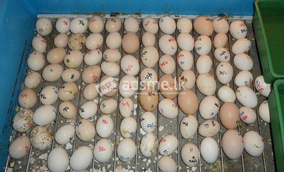 Ostrich,Macaw,African Grey,Cockatoo,Amazon,Eclectus parrot chicks and fertile eggs for sale
