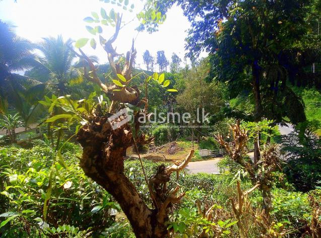 Ratnapura Kiriwandala land for sale