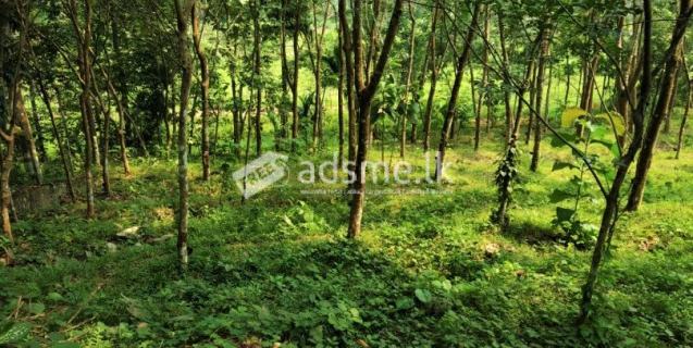 Rubber land for sell in deraniyagala
