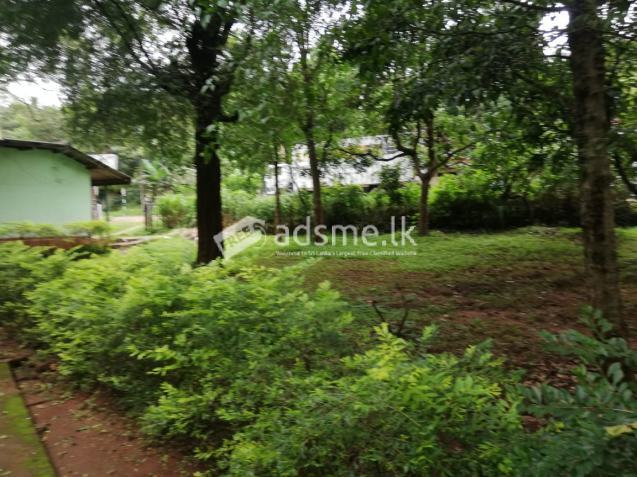 Land for sale in Naula