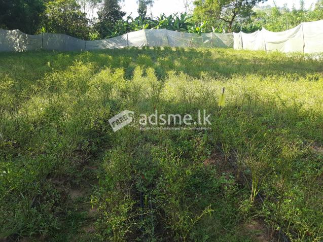 land for sale with house