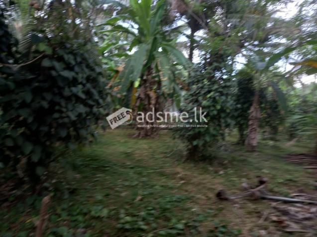 100 perches of Coconut land is for sale in Kiriwaththuduwa