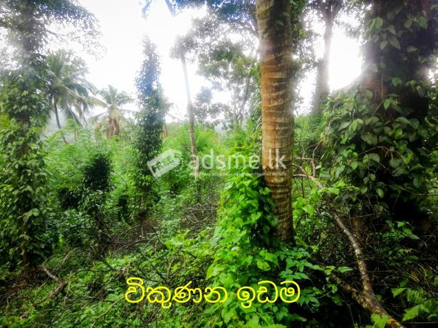 Paper and Coconut Cultivated Land