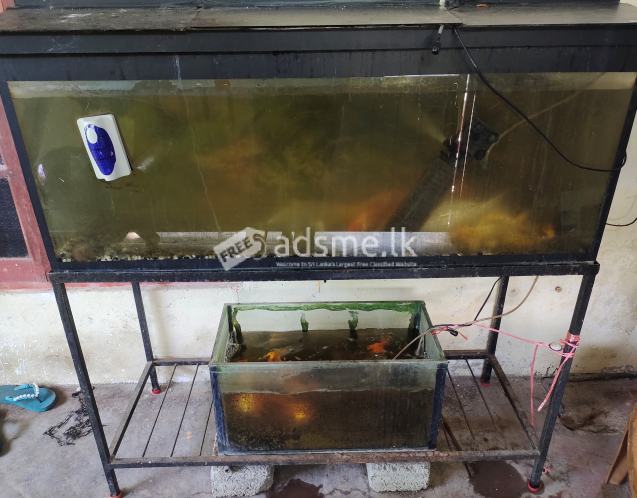 4 Feet Glass Fish Tank With Carp and Gold