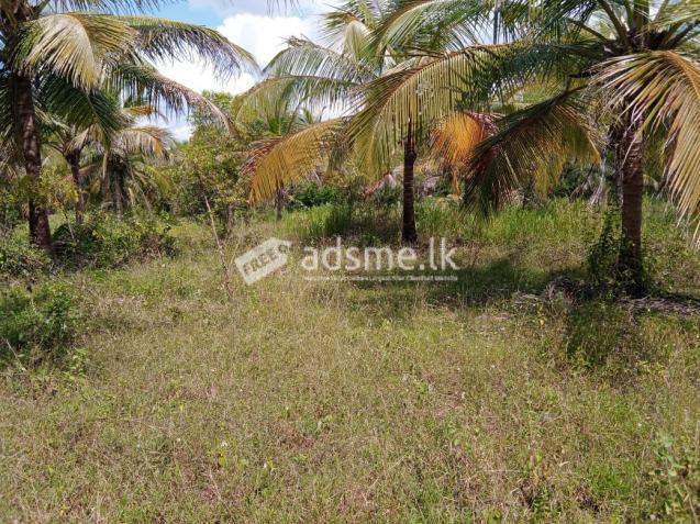 Lands For Sale In Pulasthigama