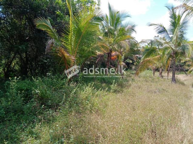 Lands For Sale In Pulasthigama