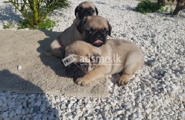 Purebred Fawn Pug Puppies