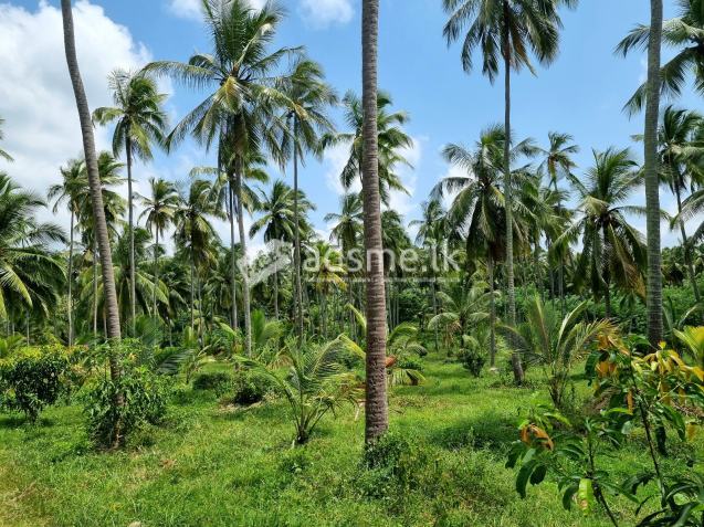 25 Acers Coconut Estate