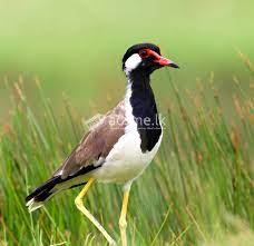Muthurajawela Bird Watching Boat Safari