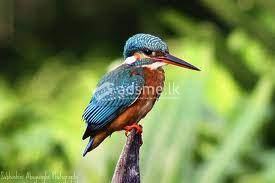 Muthurajawela Bird Watching Boat Safari