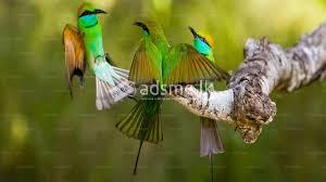 Muthurajawela Bird Watching Boat Safari