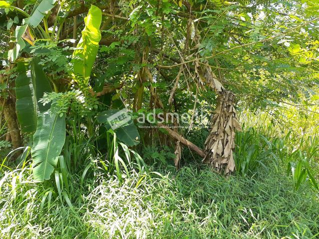 Land for sale in Dampe, Piliyandala (11 Perches)