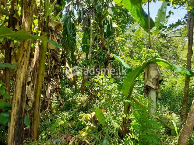 Land for sale in Dampe, Piliyandala (11 Perches)