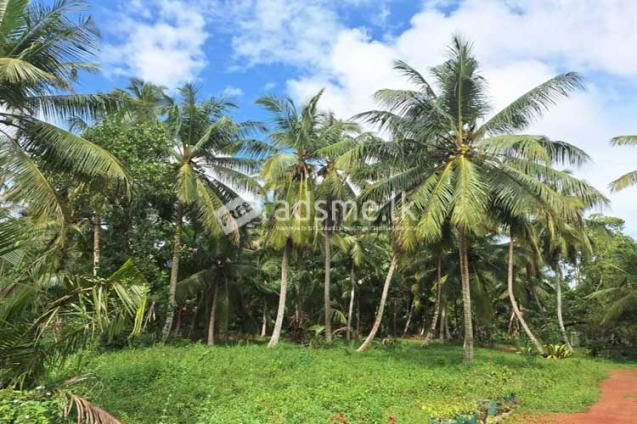 350 Perches of Land with House for Sale in Makandura, Pannala.