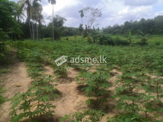 Land For Sale In Moragahahena