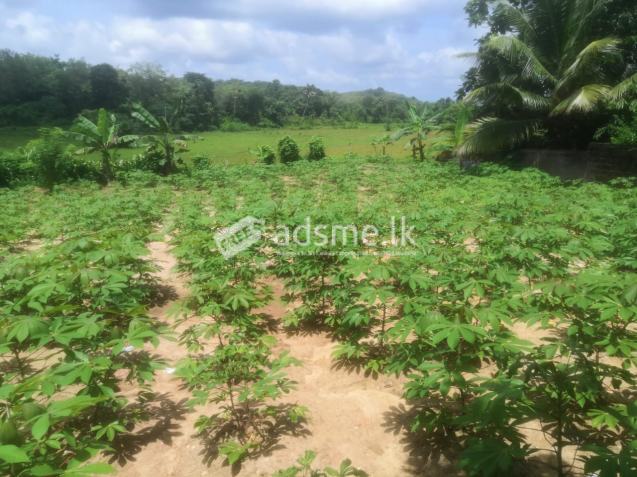 Land For Sale In Moragahahena