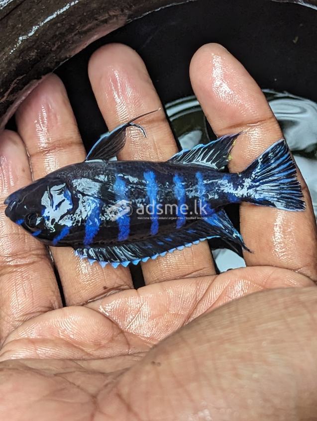 Mbuna fish for sale