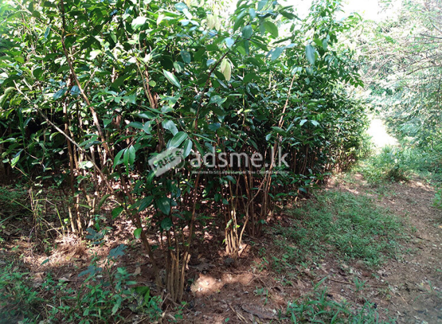 A Valuable 10 Acres Land for Sale in Rambukkana Road, Kegalle.