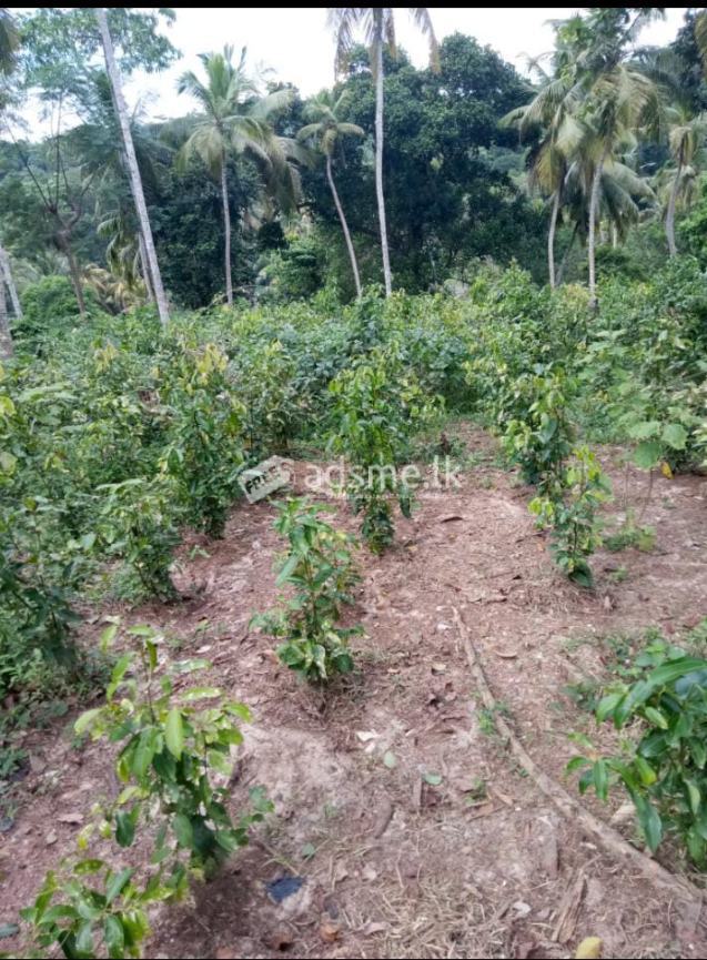 Coconut and Chinaman cultivation