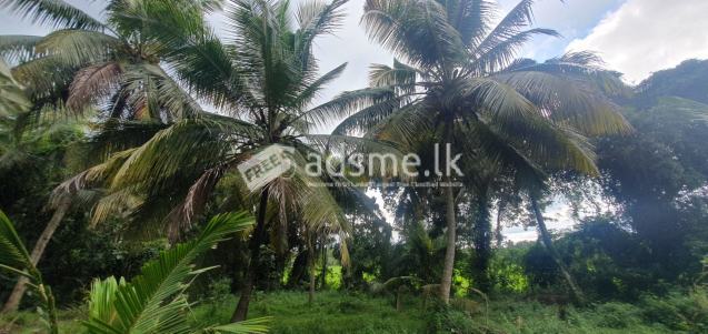 Beautiful Coconut Land with House for Sale in kurungala