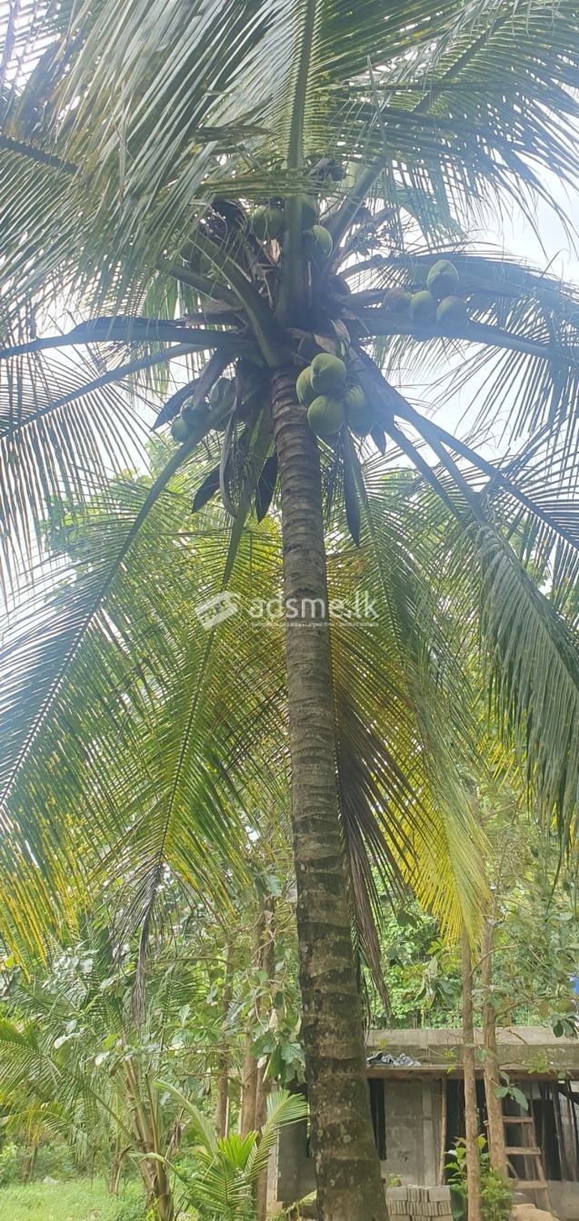 Beautiful Coconut Land with House for Sale in kurungala