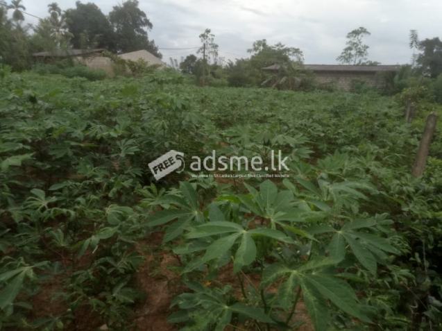 Land For Sale In Galpatha