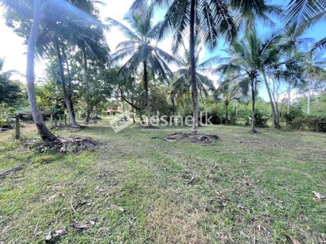 117 Perches Prime Coconut Land for Sale at Bingiriya.