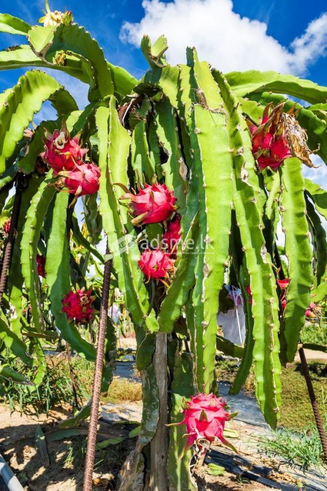 dragon fruit plants
