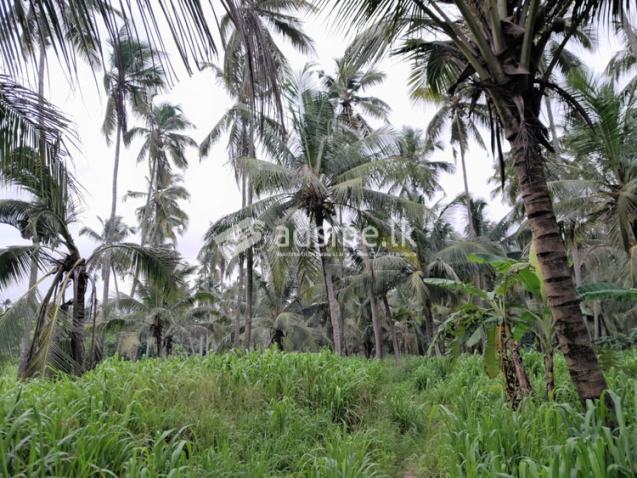 11 Acres of Cultivated Coconut Land for Sale in Dankotuwa.