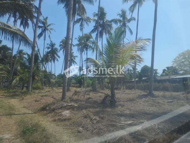 11 Acres of Cultivated Coconut Land for Sale in Dankotuwa.