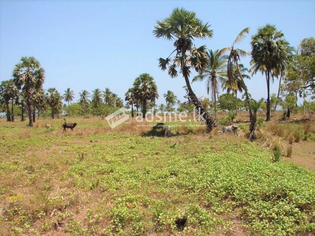 26 Acres of Beach front Land for Sale at Pasikuda.