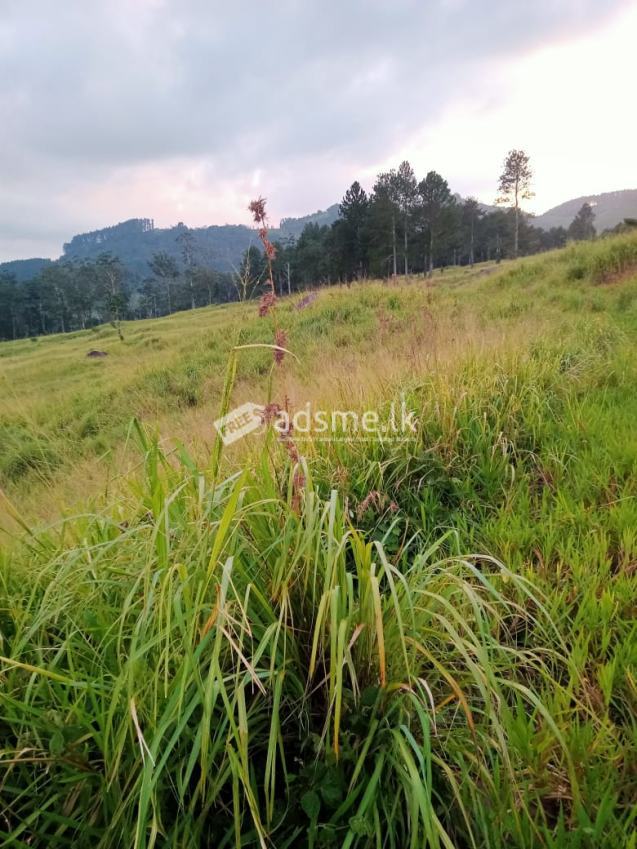 Land for Sale in Galaha – kandy