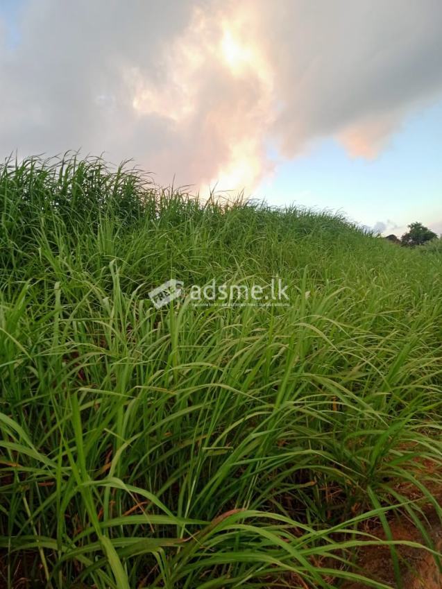 Land for Sale in Galaha – kandy