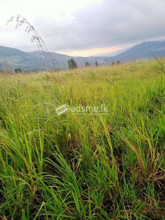Land for Sale in Galaha – kandy