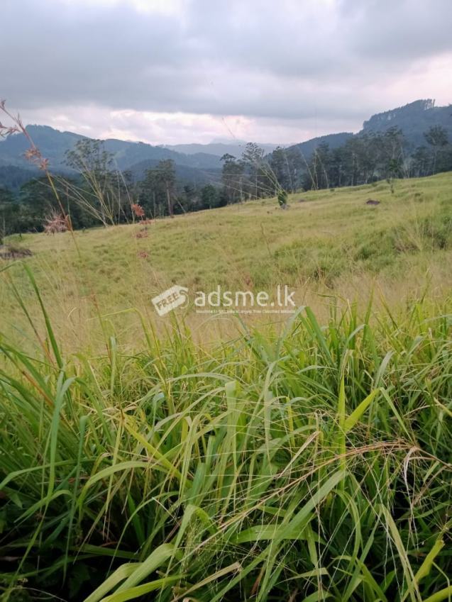 Land for Sale in Galaha – kandy