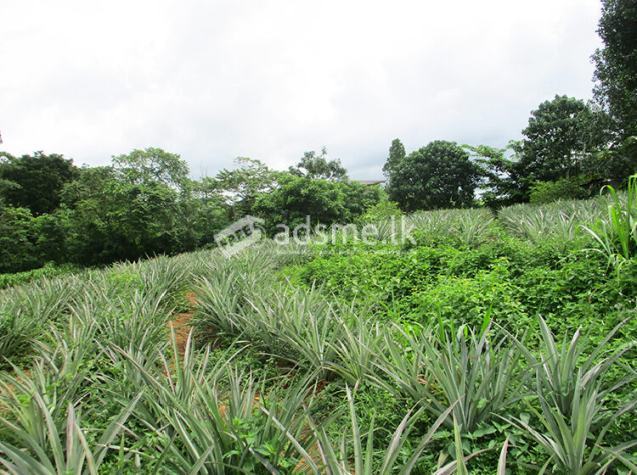 Overlooking Mountain Views Land for Sale in Thiththapaththara, Hanwella.