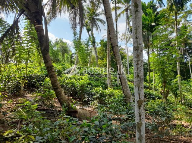 Land With House For Sale