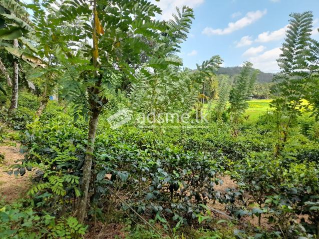 Land With House For Sale