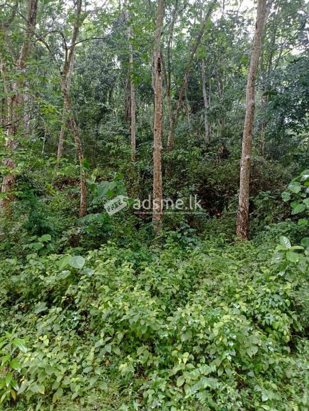 Rubber land for sale