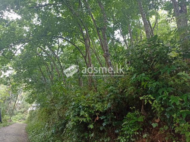 Rubber land for sale