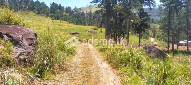Prime Land for Long-Term Lease – Galaha (35 Minutes from Kandy)