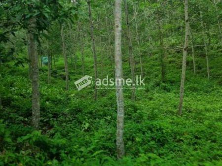 Land For Sale In Horana