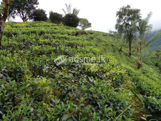 Land For Sale In Horana