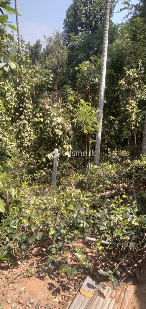 අංග සම්පූර්ණ නිවසක් විකිණීම