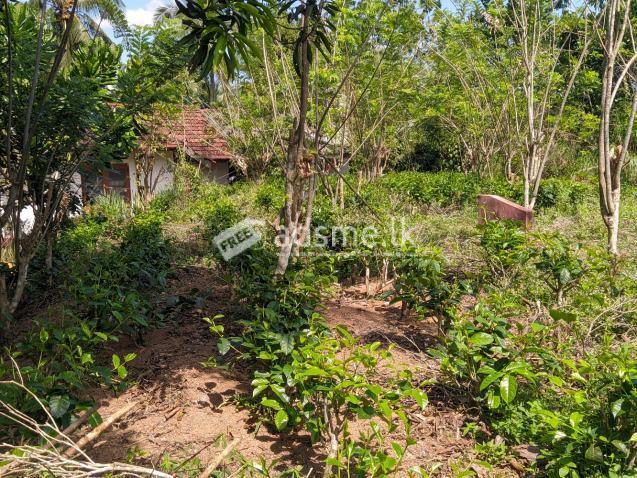 House For Sale