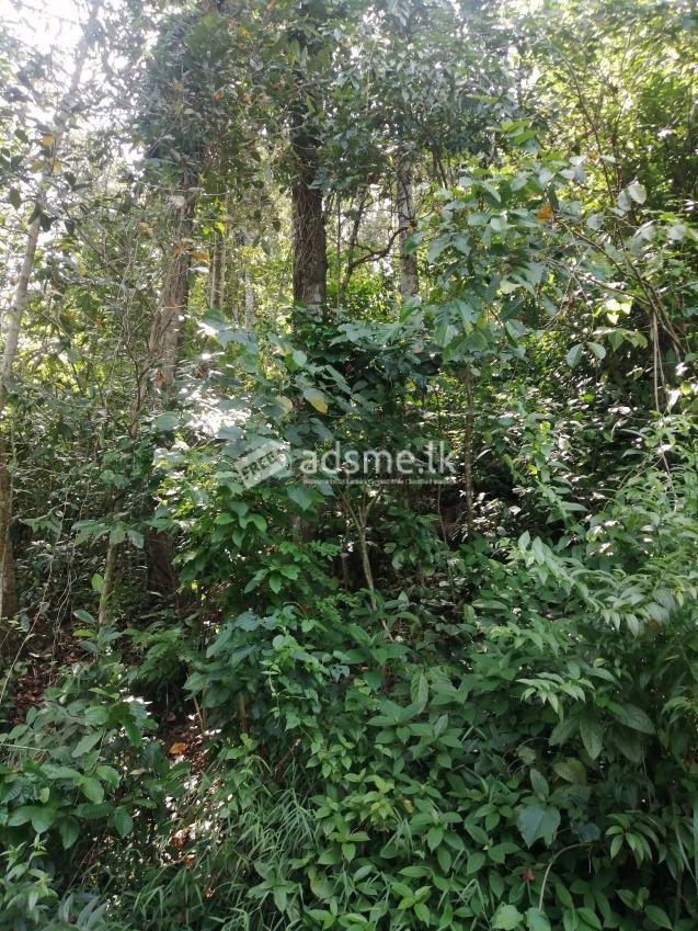 Land for sale