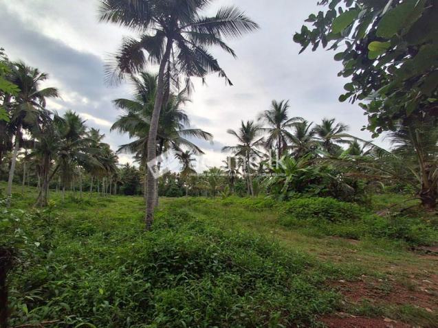 5 Acres of Coconut Land for Sale in Uggalboda, Gampaha.