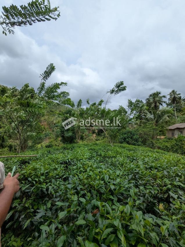 Land for sale Hadigalla Mathugama